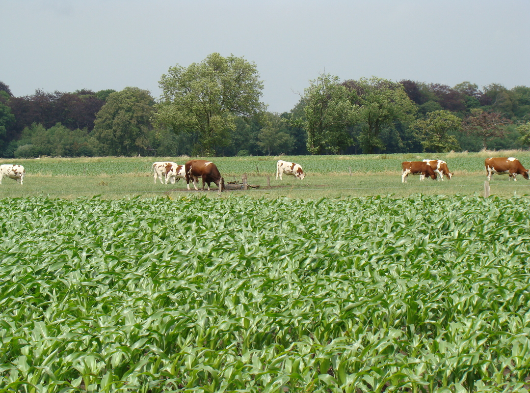 Landbouw Landbouw